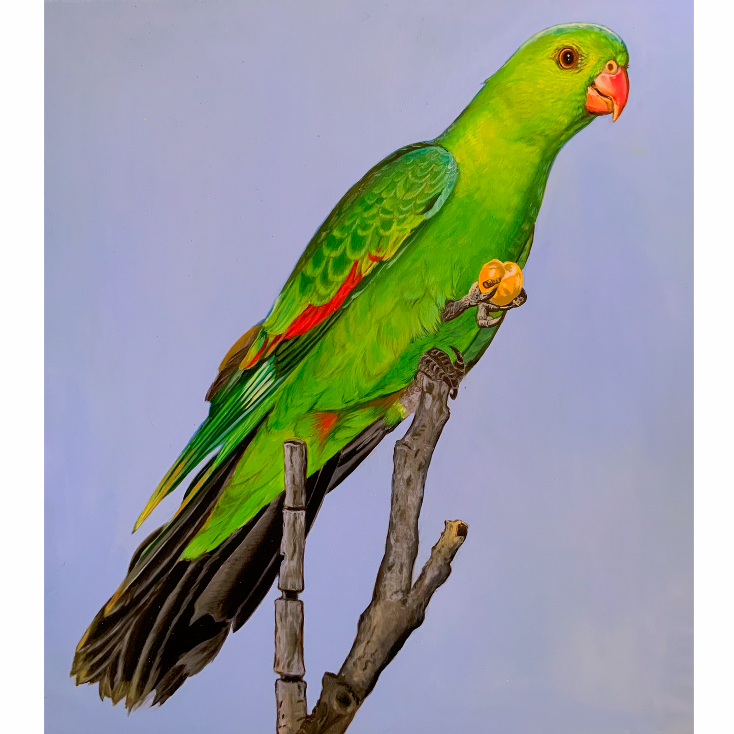 Red Winged Parrot
