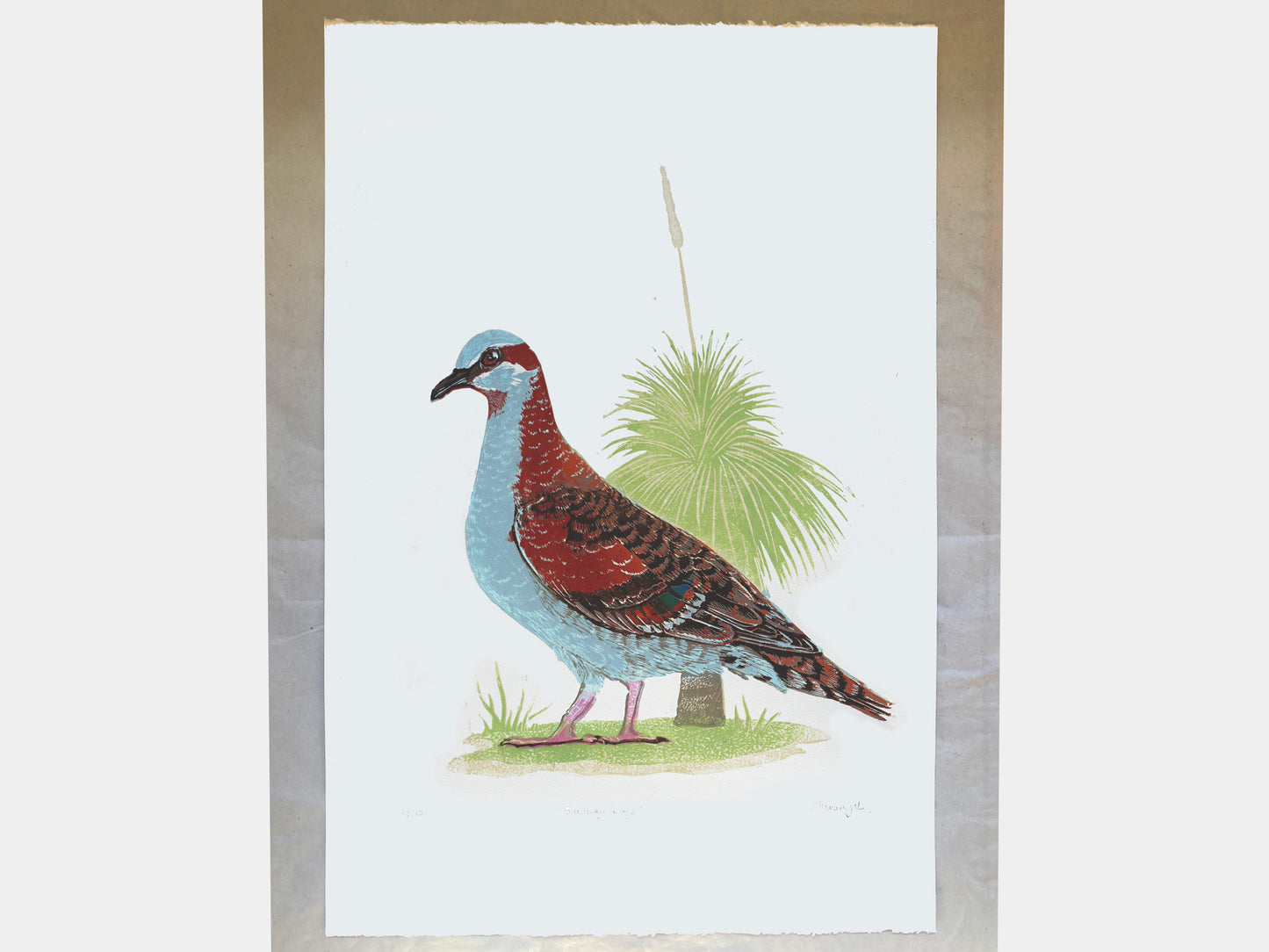 Brush Bronzewing linocut print