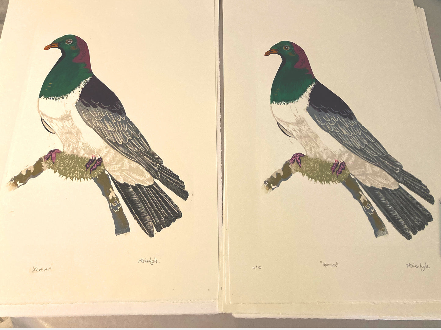 Kereru - New Zealand Pigeon linocut print