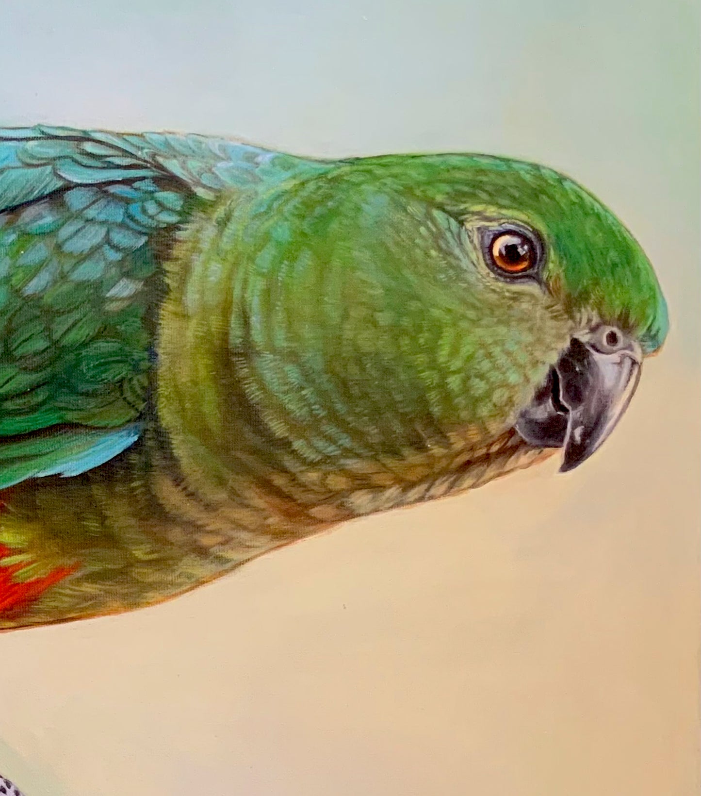 King Parrot