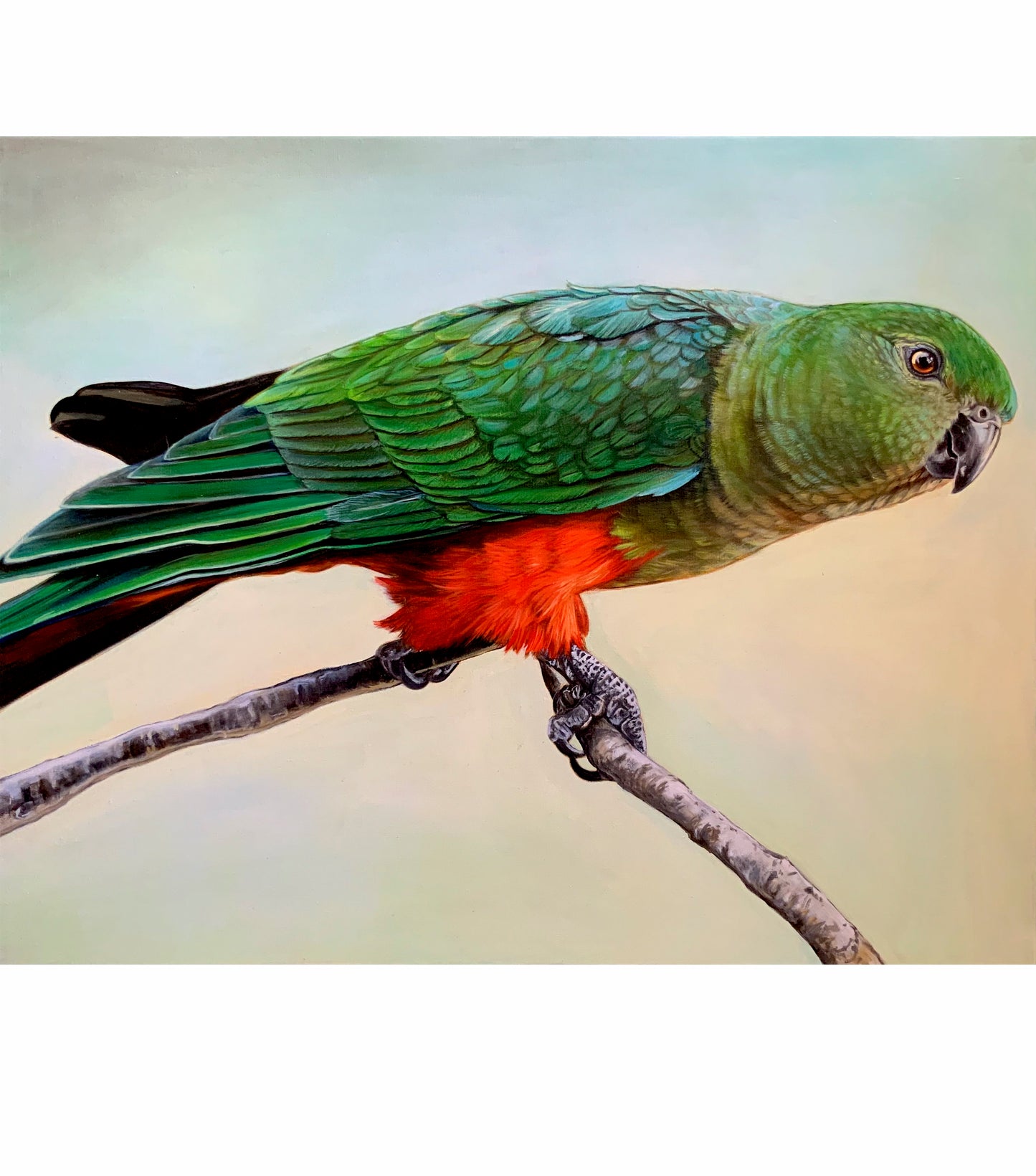 King Parrot