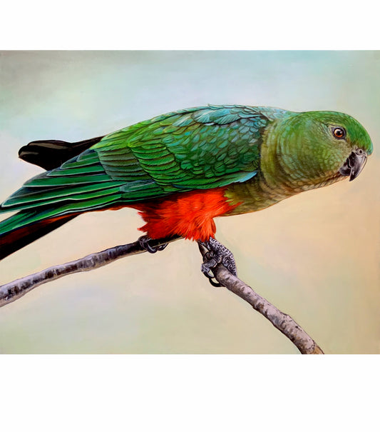 King Parrot