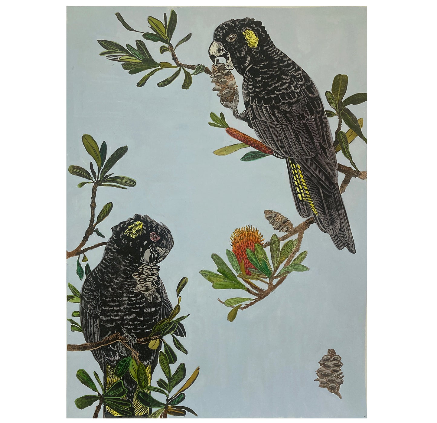 Black Cockatoos with Coastal Banksia