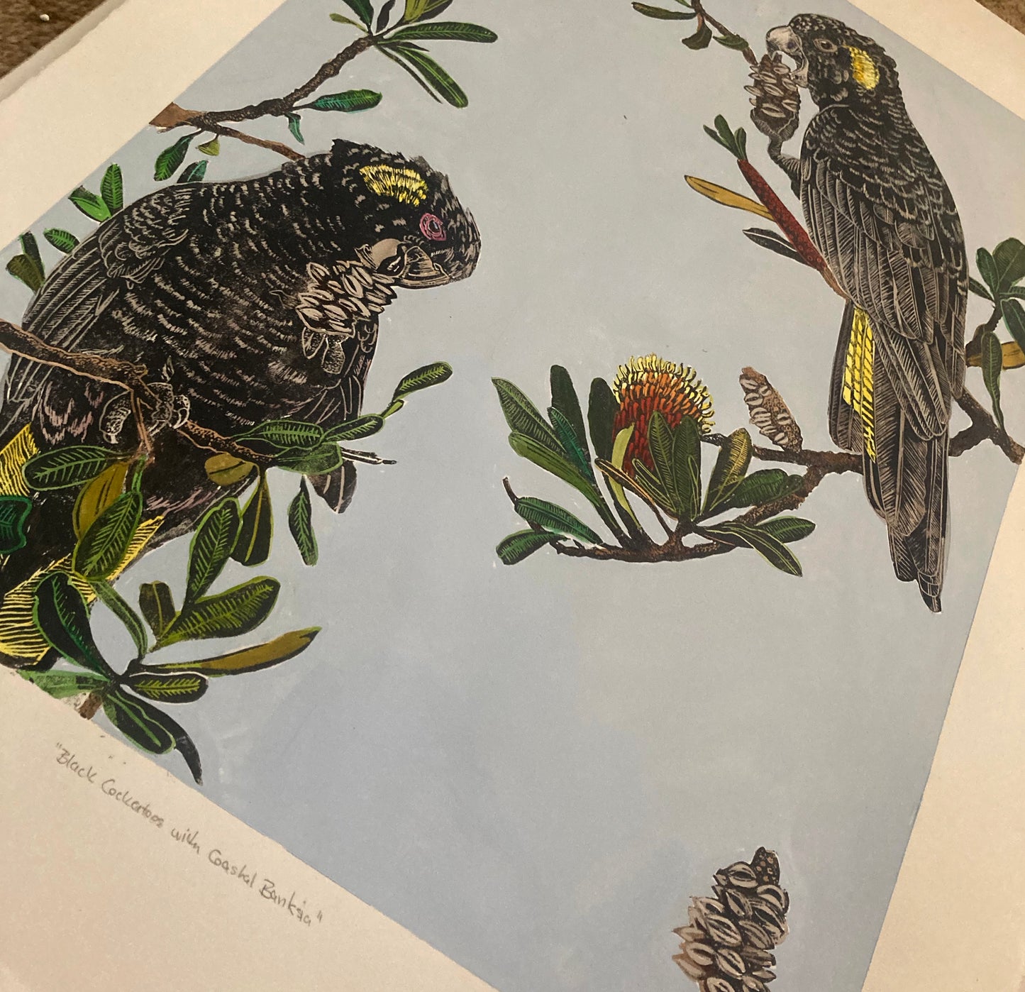 Black Cockatoos with Coastal Banksia