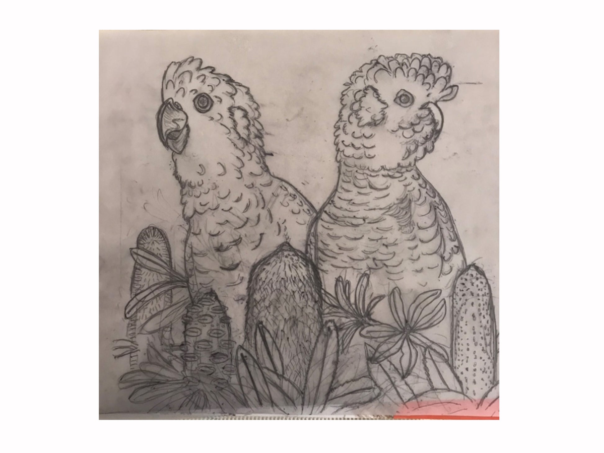 drawing for cockatoos linocut