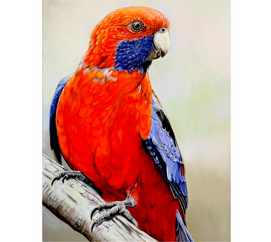 Crimson Rosella